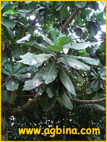     ( Barringtonia asiatica )