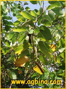   ( Bauhinia acuminata )