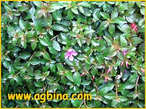    ( Centradenia grandiflora )