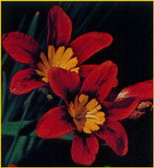   'Fire King'  ( Sparaxis hybrid 'Fire King' )