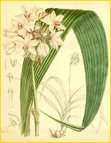   ( Spathoglottis plicata ) Curtis's Botanical Magazine (1888)