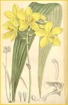   ( Spathoglottis gracilis ) Curtis's Botanical Magazine (1894)