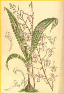   ( Spathoglottis hardingiana ) Curtis's Botanical Magazine (1904)