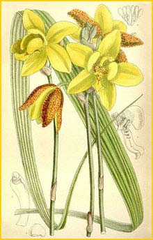   ( Spathoglottis kimballiana ) Curtis's Botanical Magazine 