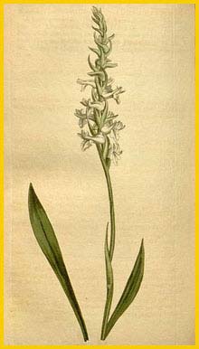  ( Spiranthes cernua ) Curtis's Botanical Magazine (1813)