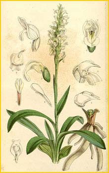   ( Spiranthes cernua ) Curtis's Botanical Magazine (1861)