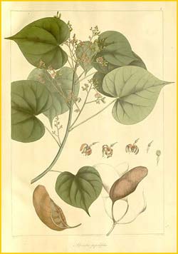   ( Sterculia populifolia  ) Plantae Asiaticae Rariores