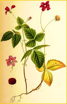  /   /  ( Rubus arcticus ) Bilder ur Nordens Flora (1901-1905) by Carl Lindman