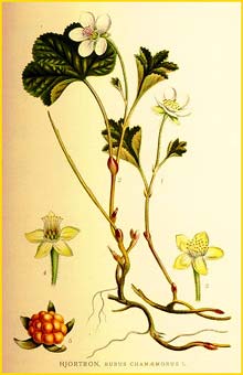   ( Rubus chamaemorus ) Bilder ur Nordens Flora (1901-1905) by Carl Lindman