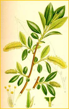   /  ( Salix pentandra ) Bilder ur Nordens Flora (1901-1905) by Carl Lindman