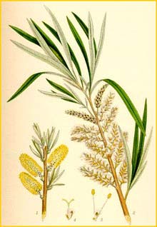   /  ( Salix viminalis ) Bilder ur Nordens Flora (1901-1905) by Carl Lindman