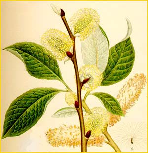   /  ( Salix r ) Bilder ur Nordens Flora (1901-1905) by Carl Lindman
