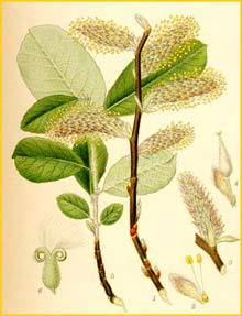   ( Salix cinerea ) Bilder ur Nordens Flora (1901-1905) by Carl Lindman