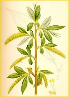   /  ( Salix fragilis ) Bilder ur Nordens Flora (1901-1905) by Carl Lindman