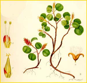   ( Salix herbacea ) Bilder ur Nordens Flora (1901-1905) by Carl Lindman