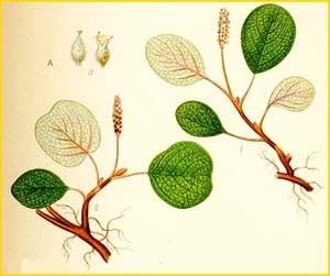   ( Salix reticulata ) Bilder ur Nordens Flora (1901-1905) by Carl Lindman