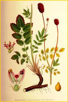   ( Sanguisorba officinalis ) Bilder ur Nordens Flora (1901-1905) by Carl Lindman
