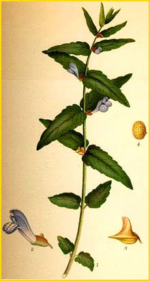   /  ( Scutellaria galericulata ) Bilder ur Nordens Flora (1901-1905) by Carl Lindman