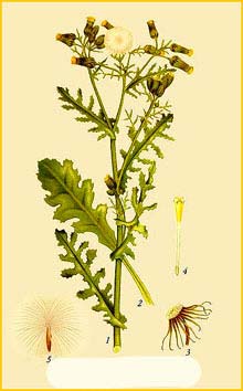   ( Senecio vulgaris ) Bilder ur Nordens Flora (1901-1905) by Carl Lindman
