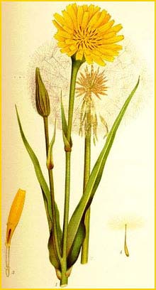   ( Tragopogon pratensis ) Bilder ur Nordens Flora (1901-1905) by Carl Lindman