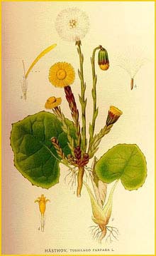 --  /   ( Tussilago farfara ) Bilder ur Nordens Flora (1901-1905) by Carl Lindman