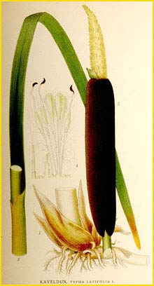   ( Typha latifolia ) Bilder ur Nordens Flora (1901-1905) by Carl Lindman