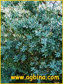    ( Euclea crispa / lanceolata )
