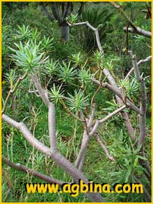    ( Euphorbia anachoreta ) 