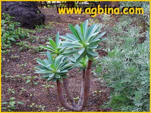  -  ( Euphorbia atropurpurea )
