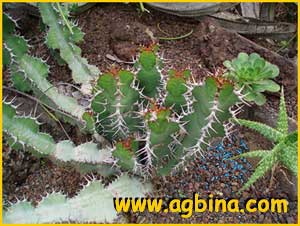   ( uphorbia cactus )
