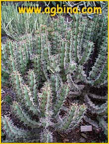     ( Euphorbia coerulescens / virosa var. coerulescens )