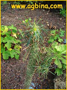    ( Euphorbia clava )