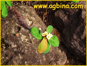  ( Euphorbia deightonii )