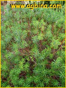   ( Euphorbia dendroides )