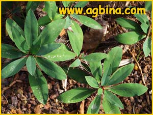    ( Euphorbia didieroides )