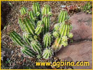   ( Euphorbia echinus )