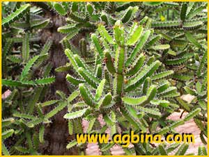   ( Euphorbia grandidens )