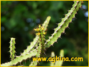   ( Euphorbia griseola )