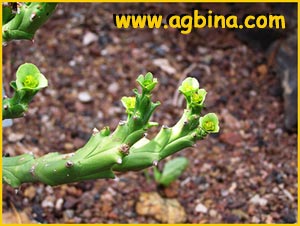   ( Euphorbia hamata )
