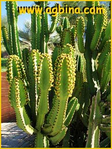     ( Euphorbia ingens / natalensis /  similis )