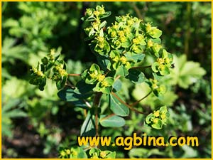   ( Euphorbia jenissiense )