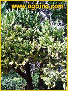   ( Euphorbia lactea )