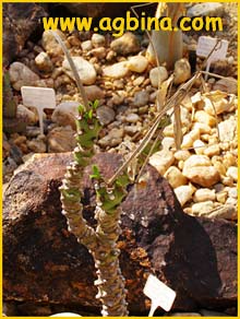    ( Euphorbia leisneri )