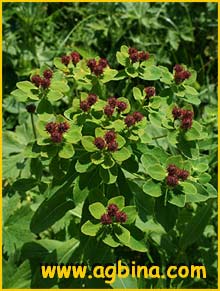   ( Euphorbia lutescens )