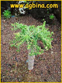  ( Euphorbia monteiroi )