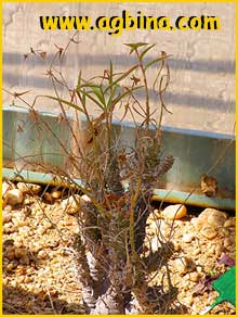  ( Euphorbia monteiroi )
