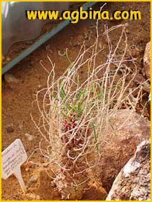    ( Euphorbia monteirii ssp. brandbergensis )