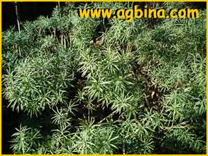   ( Euphorbia obtusifolia )