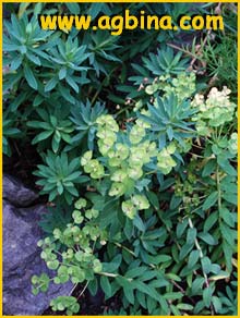  ( Euphorbia pannonica )