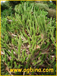   ( Euphorbia pentagona )